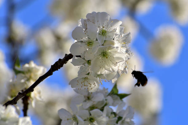 istock Bee flying on cherry flowers to collect nectar. 1311792082