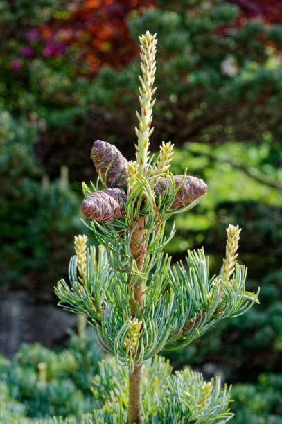 istock close up of young pine cones on the tree 1311793437