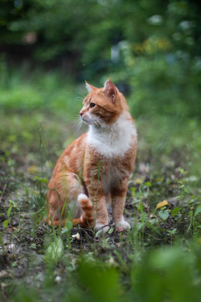 istock Red cat sits with his head turned, summer outside 1311793958