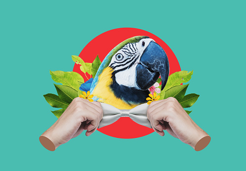 Collage digital arte moderno. Cabeza de guacamayo, con las manos atando el arco photo