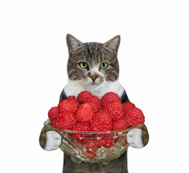 istock Cat colored holds bowl of raspberries 1311794955