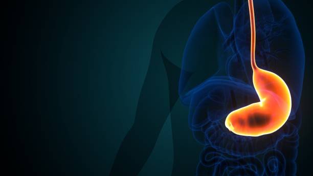 istock Stomach Anatomy Human Digestive System.3D Illustration 1311795401