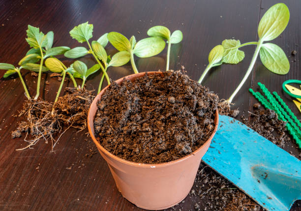 istock Repotting outdoor cucumbers for the garden 1311795449