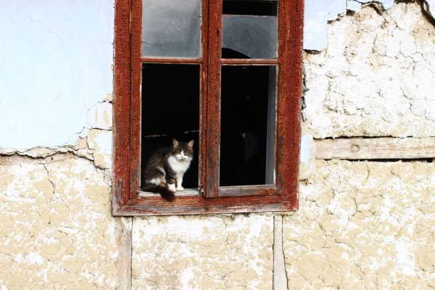 istock Abandoned gray cat in old house 1311795601
