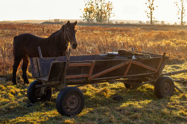 Horse and cart during sunset.