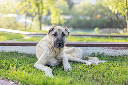 Portrait of Golden Retriever dog sitting on green grass in summer park