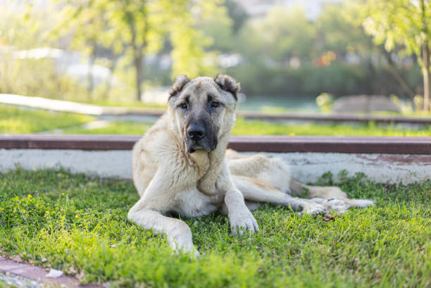 istock Stray dogs sitting on grass in park 1311796211