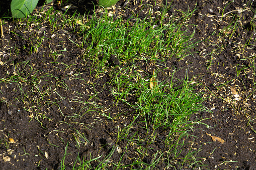 fresh and small grass and wet soil and grass seeds in spring sun