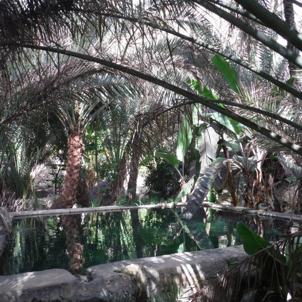 istock Wadi Mibam in Oman 1311798044
