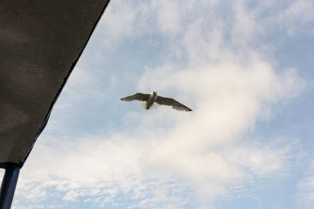 istock The seagull accompanies the ship. 1311798890