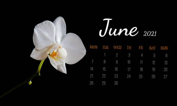 juni 2021. ganze monatskalenderseite. weiße orchideenblume auf schwarzem isoliertem hintergrund. das konzept von kalenderdatum, zeitplanung, meetings, veranstaltungen - june calendar page personal organizer stock-fotos und bilder