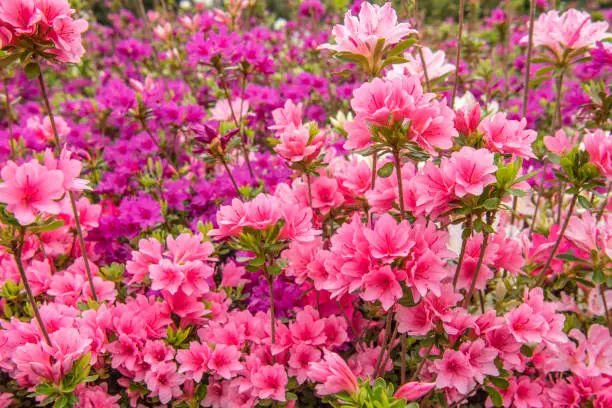 Pink and red azaleas. Flowers blooming in spring.