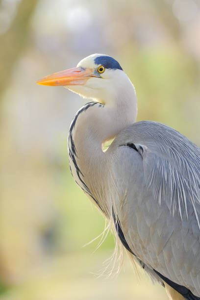 istock Close up of gray heron 1311802720