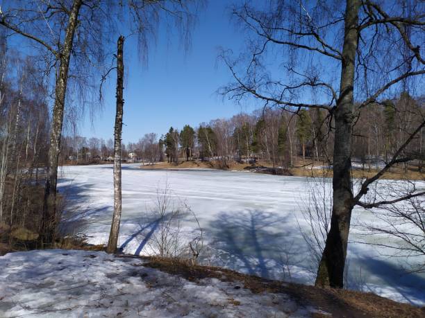 istock Melting snow in river and forest landscape in sunny spring day 1311802927