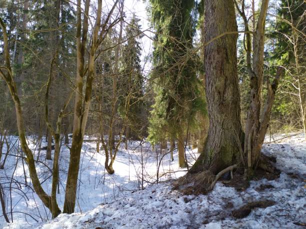 istock Sunny day with blue sky and rare clouds in early spring forest with melting snow 1311802938