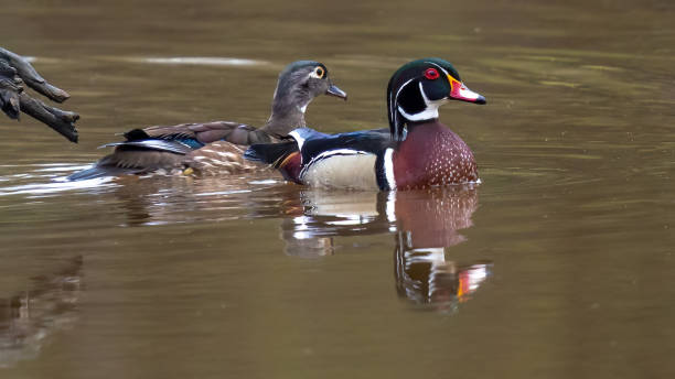 istock Wood Duck at Huntley Meadows Park in Virginia 1311807268