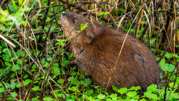 istock Muskrat eating vegetation in the pond 1311807365