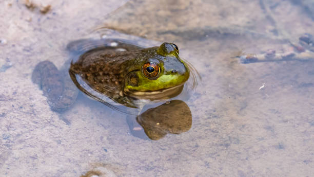 istock Bullfrog Bull frog in the pond 1311807429