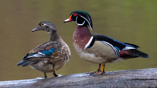 istock Wood Duck at Huntley Meadows Park in Virginia 1311807454