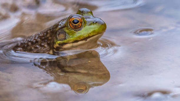 istock Bullfrog Bull frog in the pond 1311807514
