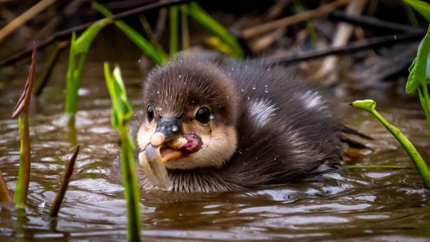 istock Merganser young ducklings on the lake 1311807603
