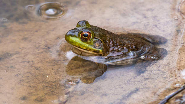 istock Bullfrog Bull frog in the pond 1311807605