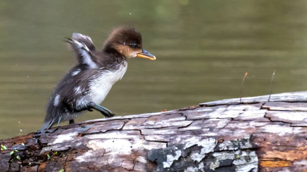 istock Merganser young ducklings on the lake 1311807646