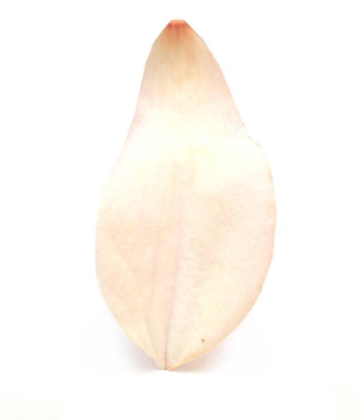istock A magnolia petal flower, front size 1311807697