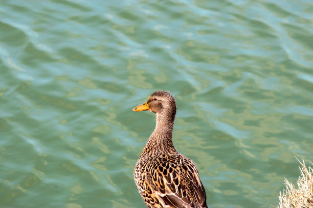 istock Wild duck, mallard, female, close-up. 1311807815