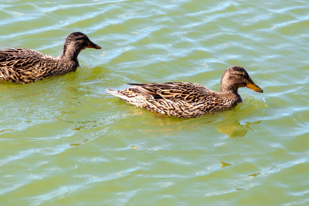 두 마리의 야생 오리, 암컷 청둥오리, 물위를 수영. 과학적인 이름 아나스 platyrhynchos. - freshwater bird animals in the wild feather animal leg 뉴스 사진 이미지