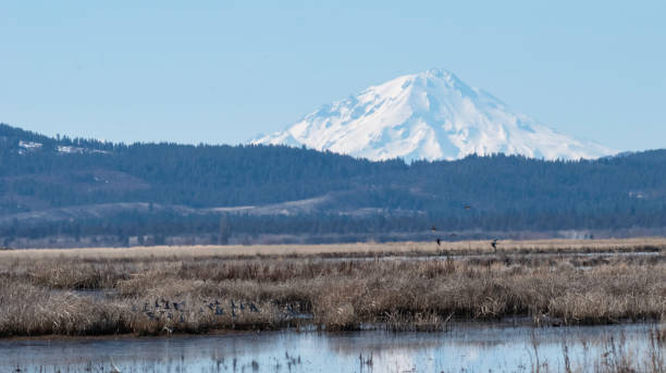 istock Mount Shasta From Fall River Mills California 1311808670