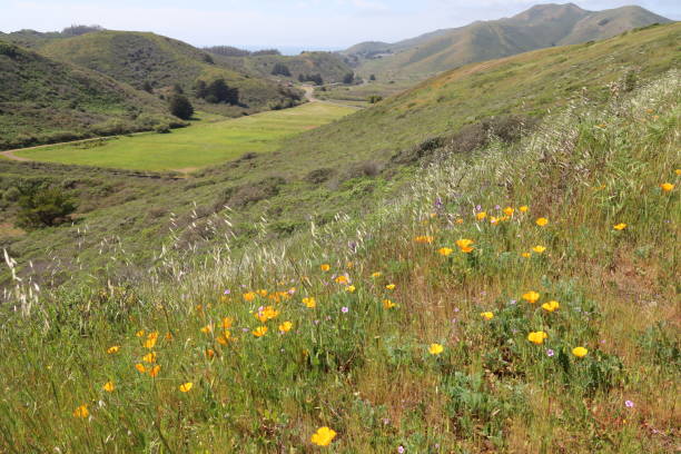istock Nature hike in Marin headlands in San francisco bay 1311809206