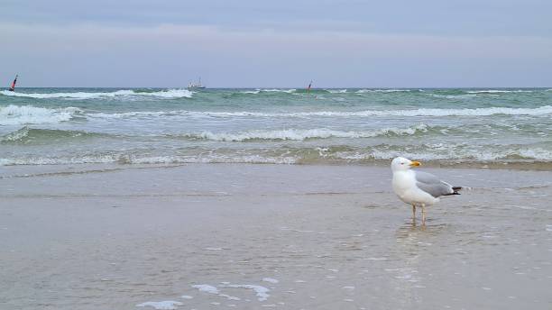 istock seagulls on the beach of Warnemunde, Germany 1311810204