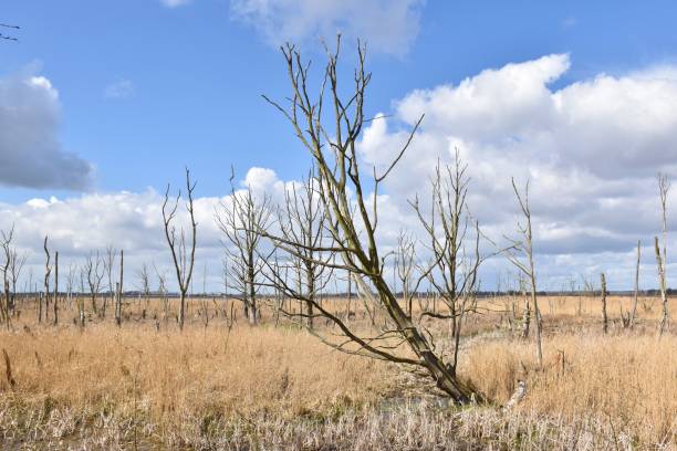 istock Dramatic thunder cloud over the moors of Peene mouth, Germany 1311810219