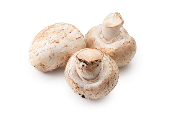 istock Champignon mushroom, close-up, isolated on white background 1311810478
