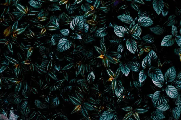 Photo of Green leaves in dark theme with yellow flowers make a beautiful background
