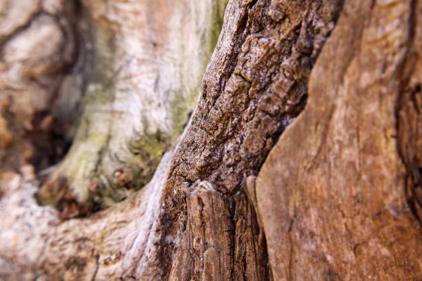 istock Beautiful relief tree bark close up 1311811631