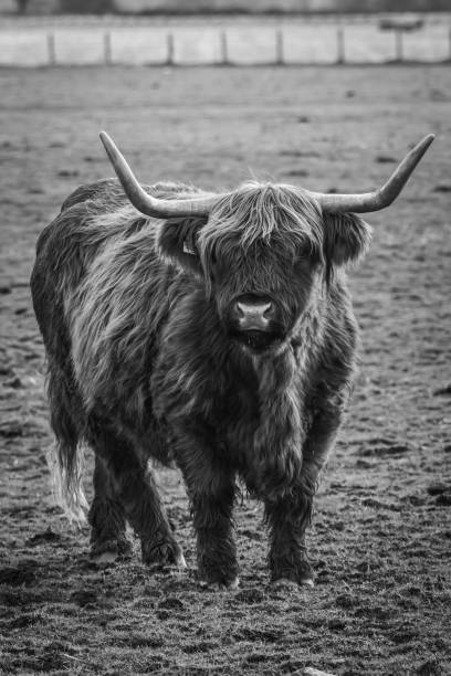 istock Black and White Highland Cow 1311813030
