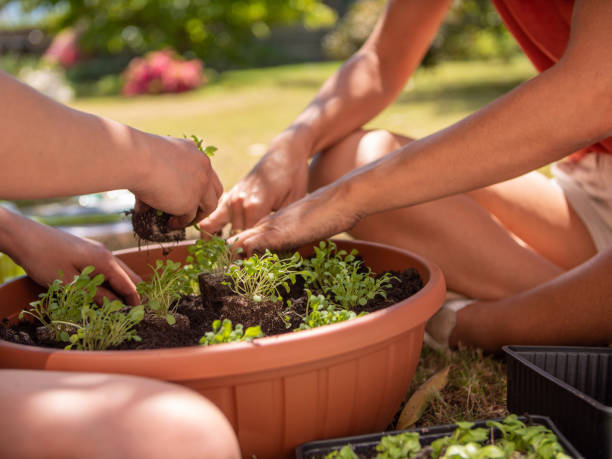 istock Two persons planting rocket seedling in dirt 1311813061