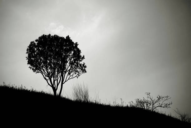 istock A lone tree silhouette in black and white. A tree on a hill. 1311813644