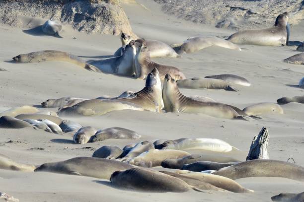 istock Elephant Seals of San Simeon 1311813801