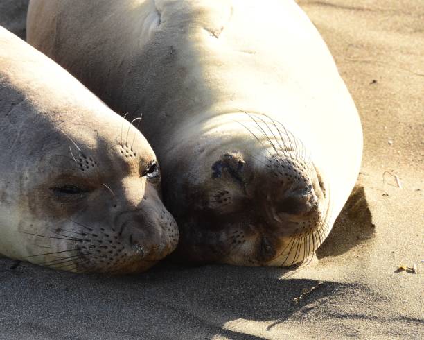 istock Elephant Seals of San Simeon 1311814137