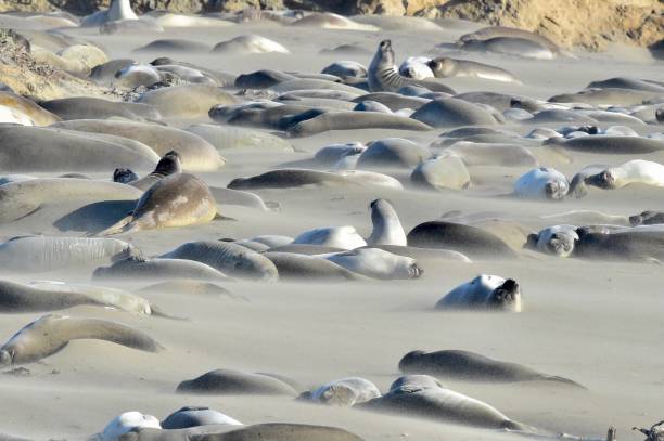 istock Elephant Seals of San Simeon 1311814249