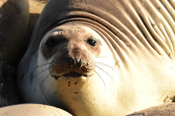 istock Elephant Seals of San Simeon 1311814294