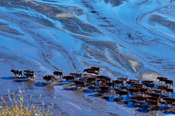 istock Aerial View of Cattle Herd Traverse River Valley 1311814919