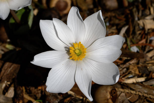 istock Blood Root blooming in the early morning. 1311815194