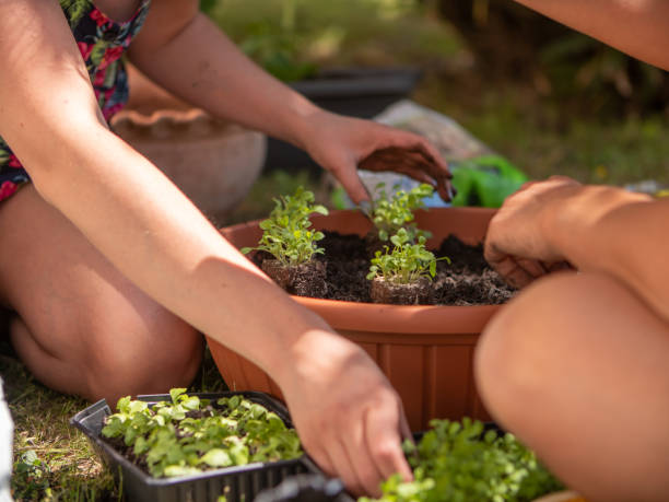 istock Two persons planting rocket seedling in dirt 1311815257