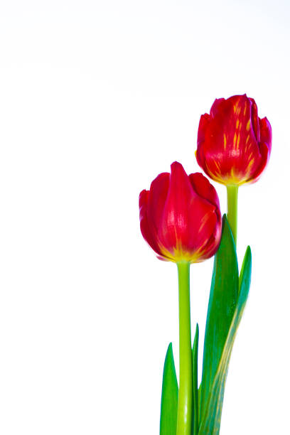istock spring flowers tulips isolated on white background. 1311816609
