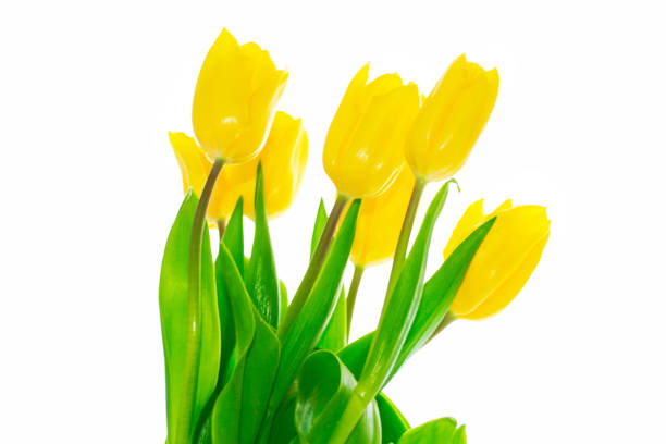 Greeting card. spring flowers yellow tulips isolated on white background. floral collection.