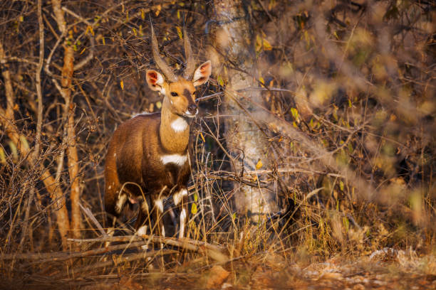 Cape bushbuck in Kruger National park, South Africa Cape bushbuck male hidding in the bush in Kruger National park, South Africa ; Specie Tragelaphus sylvaticus family of Bovidae bushbuck stock pictures, royalty-free photos & images